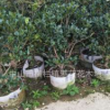 基地直销 无刺构骨 大叶黄杨 冬青卫矛 多规格 绿化苗木报价