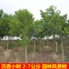 沉香小树2-7公分名贵植物瑞香科白木香树海南沉香莞香园林风景树
