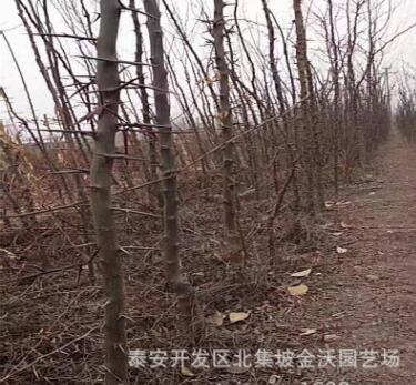 无虫害皂角树苗抗病性强园林道路绿化工程易管理皂角树苗