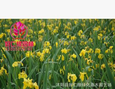 批发水生植物 黄菖蒲水生花卉菖蒲苗 当天挖苗成活率高菖蒲小苗图2