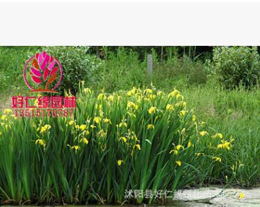 批发水生植物 黄菖蒲水生花卉菖蒲苗 当天挖苗成活率高菖蒲小苗图3