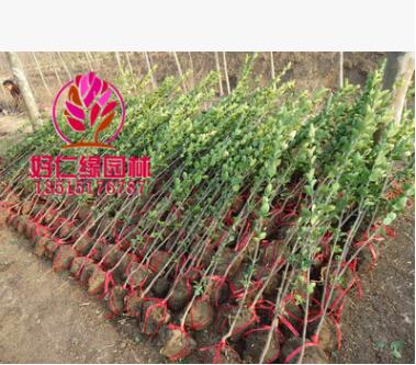 北海道黄杨 北海道黄杨小苗 绿篱黄杨 高2-4m基地直供图2