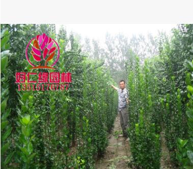 北海道黄杨 北海道黄杨小苗 绿篱黄杨 高2-4m基地直供图3