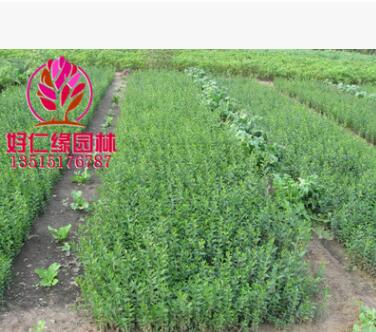 水蜡 水蜡苗 水蜡大小苗 辽东水蜡树 水蜡球 高10-50基地直供图2