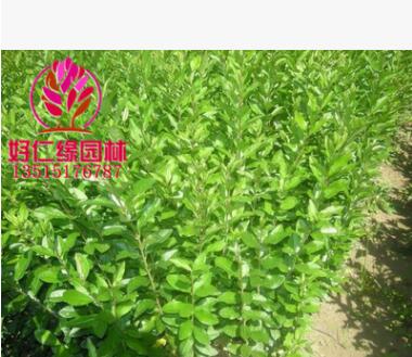 水蜡 水蜡苗 水蜡大小苗 辽东水蜡树 水蜡球 高10-50基地直供图3