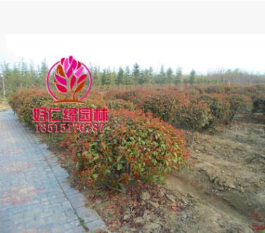 红叶石楠球 球形红叶石楠 全规格基地直供图2