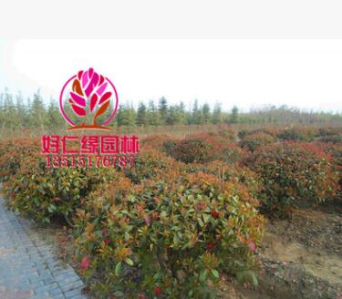 红叶石楠球 球形红叶石楠 全规格基地直供图3
