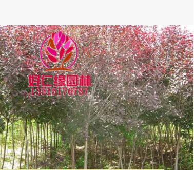 紫叶矮樱 紫叶矮樱小苗 优质矮樱2-7公分 基地直供图2