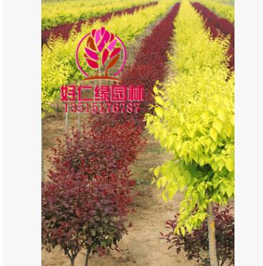 紫叶矮樱 紫叶矮樱小苗 优质矮樱2-7公分 基地直供图3