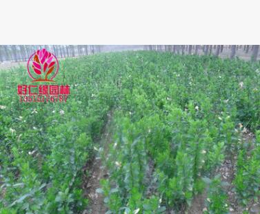 法国冬青 法国冬青价格 日本珊瑚树 全规格大小基地直供图2