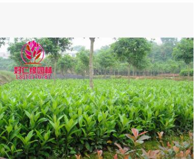 法国冬青 法国冬青价格 日本珊瑚树 全规格大小基地直供图3