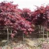 基地批发日本红枫 工程苗 风景树 日本红枫绿化苗木价格