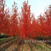 基地供应3-10公分红枫树苗工业绿化园林树规格齐全色彩绚丽