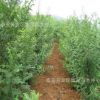 基地现货出售优质皂角树苗 5公分7公分8公分园林绿化用皂角树价格