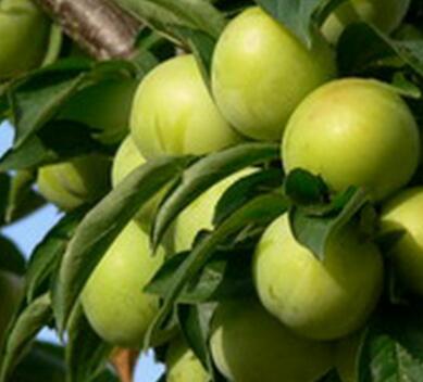 批发出售优质高产李子苗 安哥诺李李子苗 当年结果李子苗