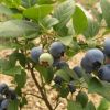 蓝莓苗基地直销北方兔眼美登南高丛农庄采摘生态园果树苗1-3年苗