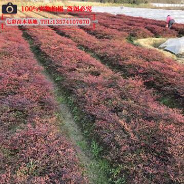 供应兰天竹楼顶绿化苗木南天竹 苗圃基地苗农自产南天竹高25-40CM