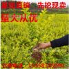 金叶女贞苗 金叶女贞球 彩色小苗绿化苗木批发工程苗金叶女贞