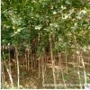 大量销售五角枫树苗苗木茁壮五角枫