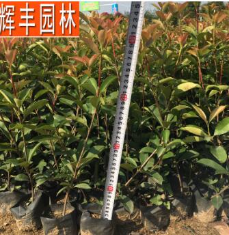 红叶石楠 红叶石楠苗 绿化苗红叶石楠苗 红叶石楠小苗 园林植物苗