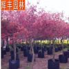 红枫 日本红枫树苗树桩 日本红枫树 日本红枫红舞姬 绿化工程树木