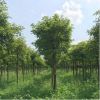 秋枫树苗12公分常绿性 优质工程绿化苗风景树