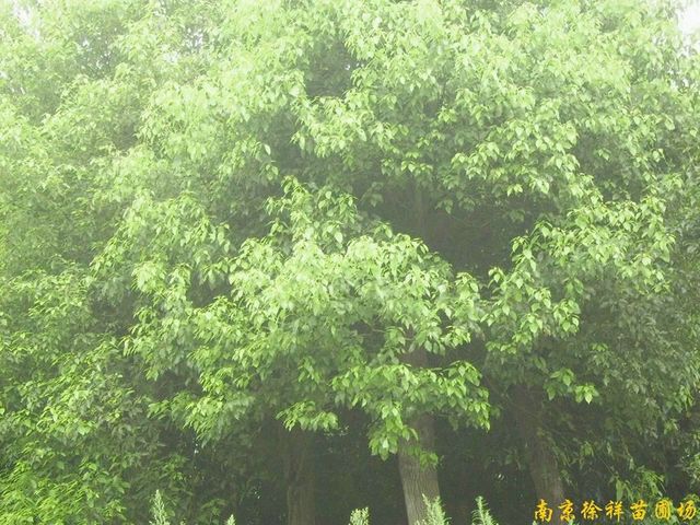 供应江苏南京香樟等多种绿化苗木图1