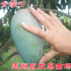 金煌芒果树苗 粗壮苗 批发 金煌芒果大 易结果 芒果苗
