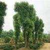 基地直销 香樟 绿化苗木供应 香樟树批发 工程