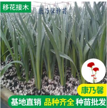 鲜切花康乃馨花种苗 四季常开绿化工程花卉种苗批发