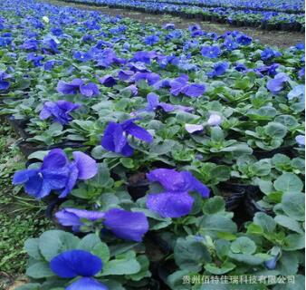 贵州贵阳供应金盏菊、三色堇、比利时杜鹃、雏菊、报春、石竹