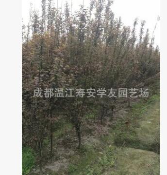 批发四川成都苗圃种植丛生红叶李笼子，丛生紫叶李笼子