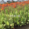 基地农户直销 红花美人蕉 黄花美人蕉 花叶美人蕉