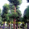 【优质价廉】园林市政小区绿化造景专用大规格香樟树
