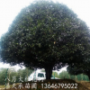 大量批发精品绿化苗木 大规格桂花5.5米冠幅八月桂花树
