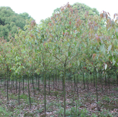 香樟苗 香樟树 2公分樟树 绿化苗圃 香樟基地 樟树树苗