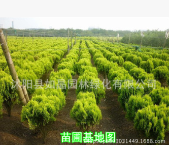 园林绿化苗木彩色树种洒金柏树苗洒金柏苗四季常青树庭院植物花卉图3