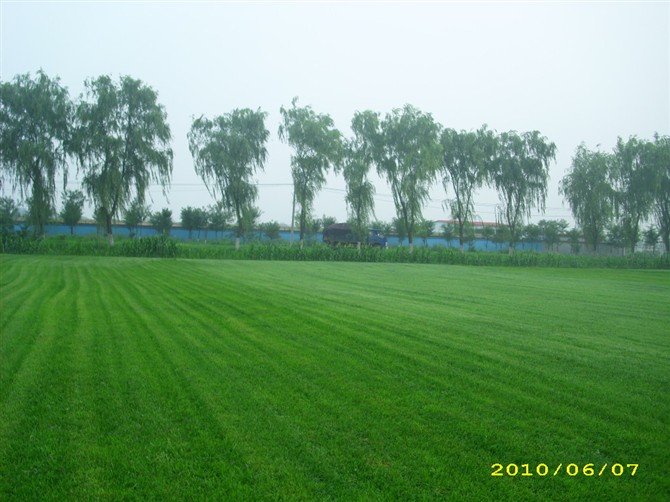 供应草坪，天堂马尼拉草坪，百慕大草坪电15961543375图3