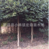 供应大叶冬青苦丁茶苗木 苦丁茶树苗 10公分绿化苗特价处理
