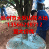 批发浙江温州桂花树 1-20公分 桂花苗1.5米高-2米高都有