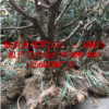 批发罗汉松 可造型 可做罗汉松盆景 胸径10-15,400-800