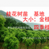桂花树苗 金桂 四季桂 绿化工程苗 浙江本地苗