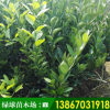 由良蜜桔苗木批发浙江产地批发园林绿化苗木桔子树多规格果树苗