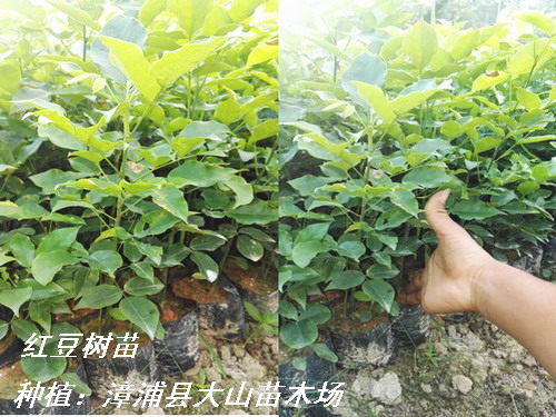 供应鄂西红豆树（江阴红豆，花榈木）