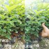 红豆树，鄂西红豆树，江阴红豆树，耐寒，江苏、浙江、四川、云南种植