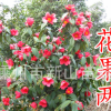 浙江 红花油茶苗 浙江大果红花油茶 油茶苗 红花山茶 红花油茶