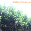 【树友苗木】现货3年东魁杨梅苗大果东魁杨梅种苗台州苗木
