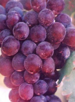 优质推荐巨玫瑰葡萄苗 新品种中熟葡萄苗 欧美杂交种葡萄苗