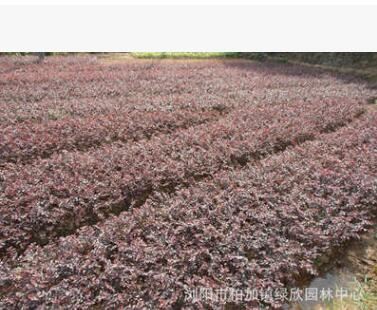 供应一年红花继木、红花继木、红花桎木小苗和精球