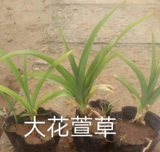 大花萱草